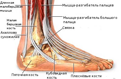 Строение стопы